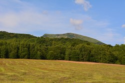 Tarnica