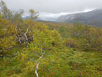 Stølshaugen