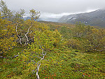 Stølshaugen