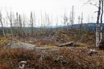 Ormtjernåsen