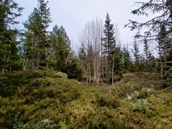 Helletjernrøa