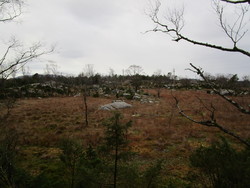 Høgås