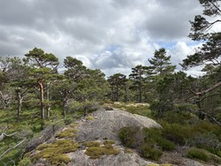 Borgeheia