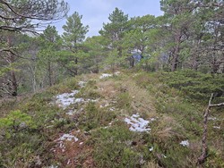 Hovdane