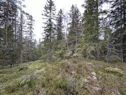 Langmyråsen