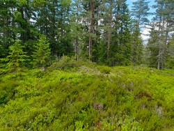 Sør for Høgmyra