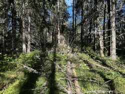 Granberget