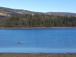 Geitskallin