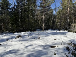 Bukktjennåsen