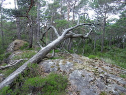 Selvågåsen