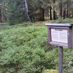 Movangen