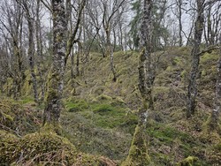 Klubbelia