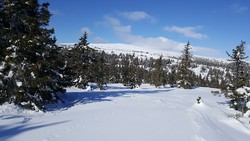 Skogshaugen