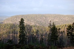 Mørjeheia