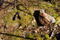 Greivåsen