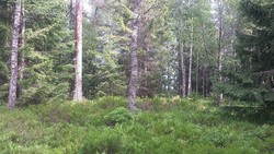 Bispedalskollen