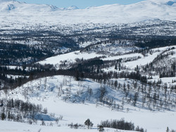Tobakkfuruhaugen