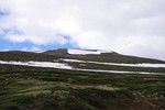 Grønhøi