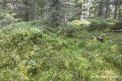 Søndre Bronkemoen