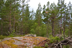 Høgeli Sør