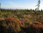 Brennhaugen