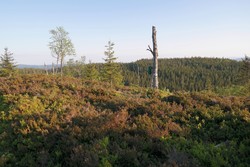 Grasberget