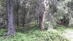 Bukkelia