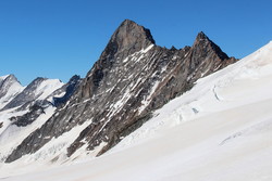 Grünhorn