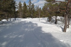 Driveknølen
