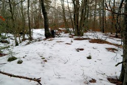 Bjørnåsen