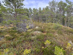 Geitheia