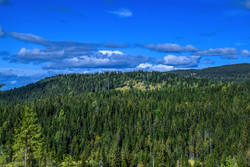 Lauvåsen