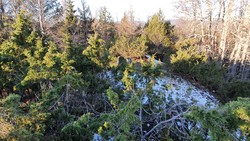 Sørøst for Bjørketjerna