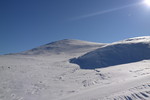 Gråhøe