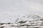 Grånosi
