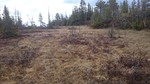 Rødkjølen