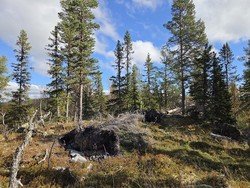 Selbrennshøgde