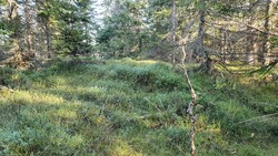 Gråberghaugen