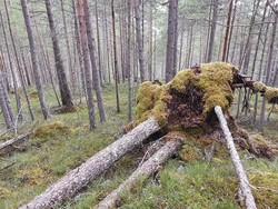 Hasleggi