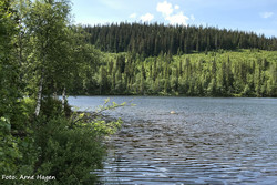 Krokgranshaugen