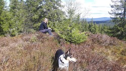 Tørrgranhaugen