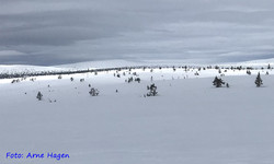 Mortenshøgda N