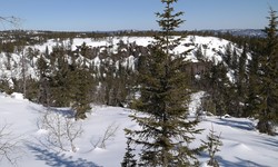 Dulpeknatten