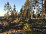 Askhøgda
