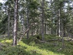 Abbortjernåsen