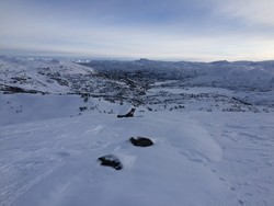 Aust for Kreklingdyrflotte