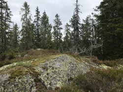 Høgbråtan