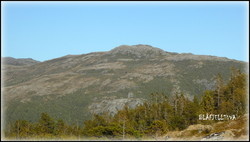 Blåfjelltuva