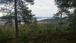 Kringsjå