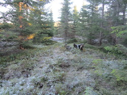 Lauvhytteåsen vest